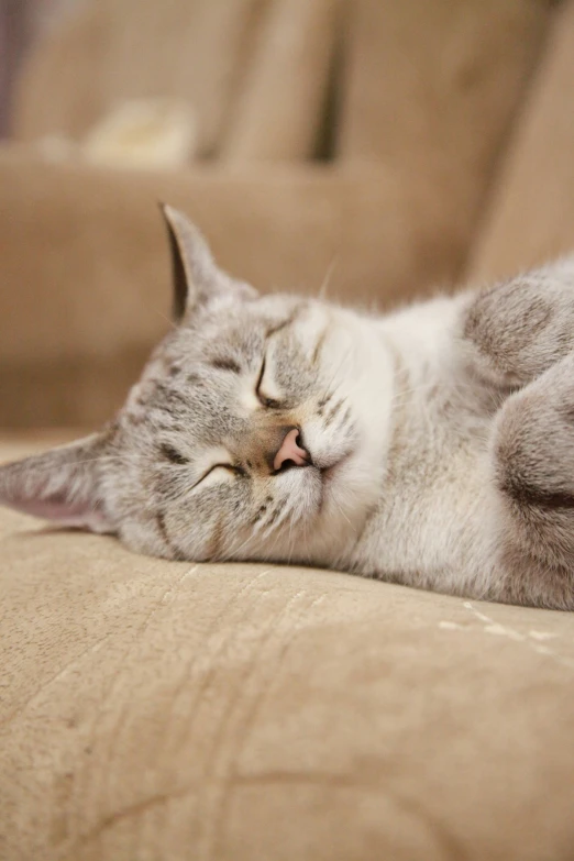 a cat is laying down on the couch