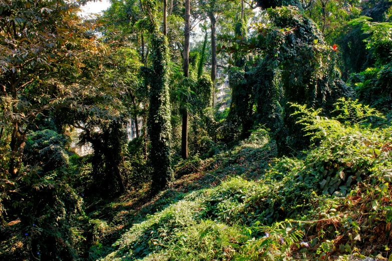 there is a small hill and trees in the area