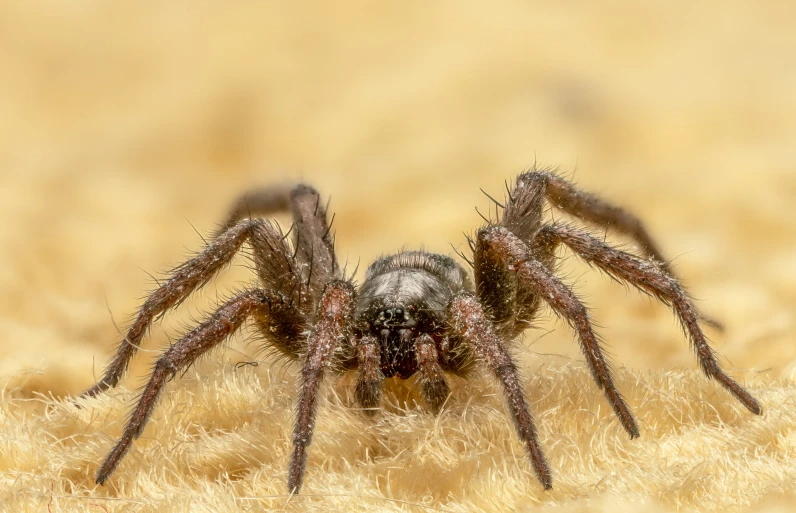 a spider on the grass looking around