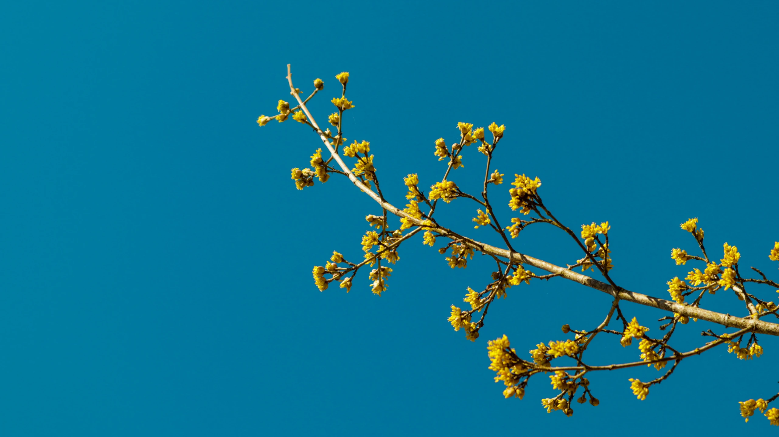 a tree with leaves in front of a blue sky