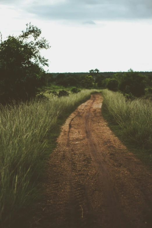 a dirt road and tree in the distance