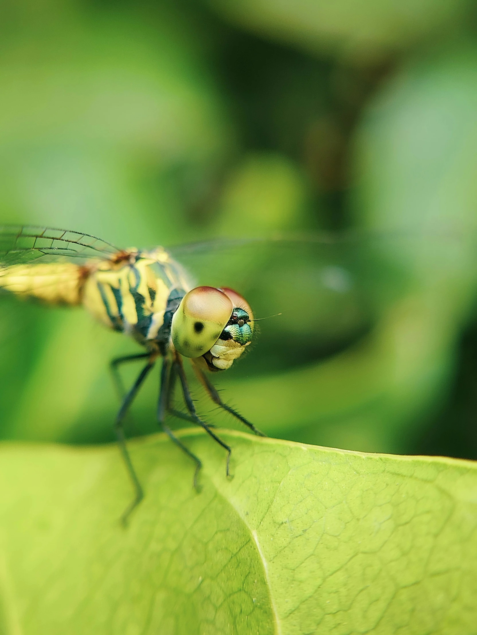 a green and yellow fly rests on a leaf