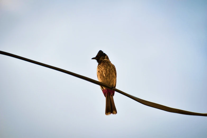 a bird sitting on a wire with a blue sky in the background