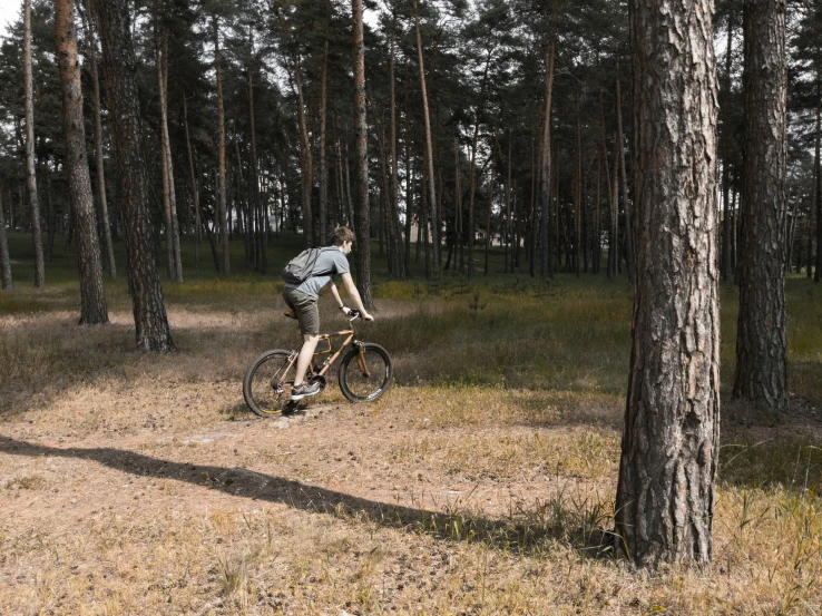 a man riding a bicycle through a forest on a sunny day