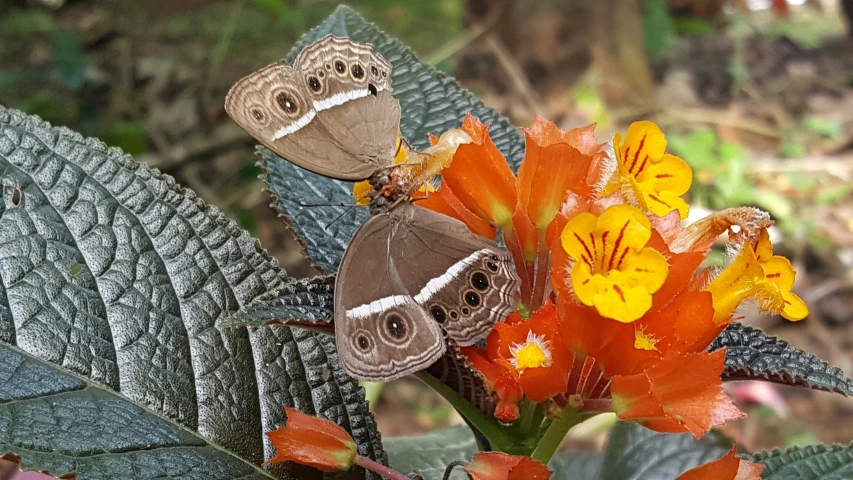 two brown erflies sit on the flowers