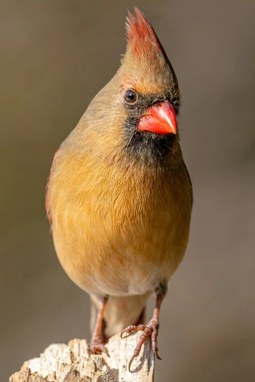 a bird with orange and black feathers sits on the end of a tree stump