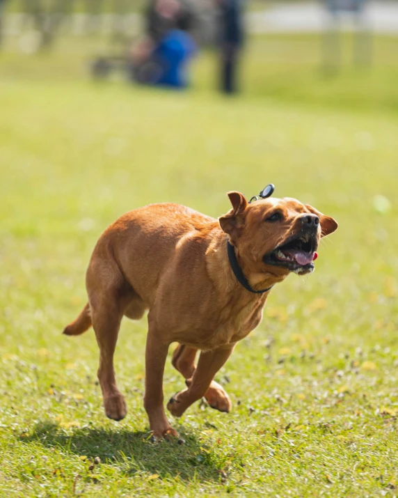 a dog running in the grass with people looking on