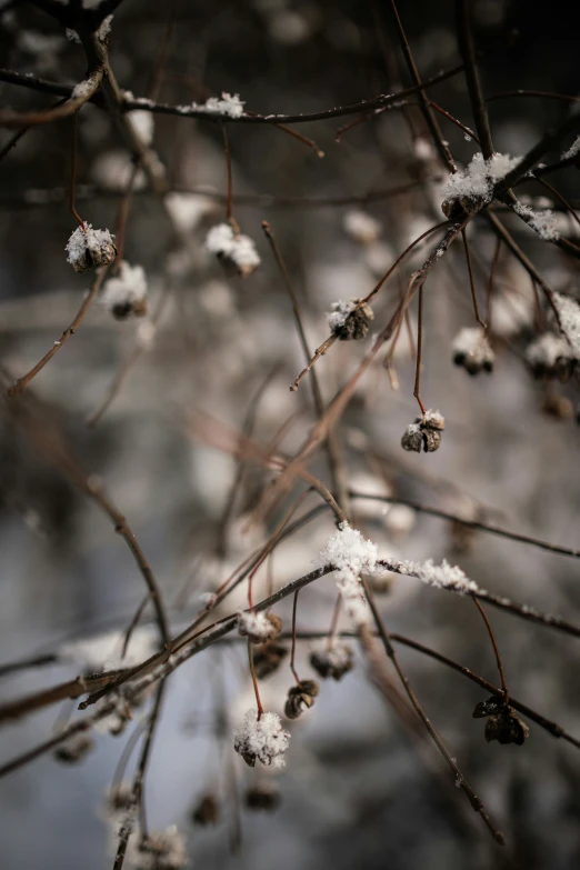 flowers in the midst of a snow covered field