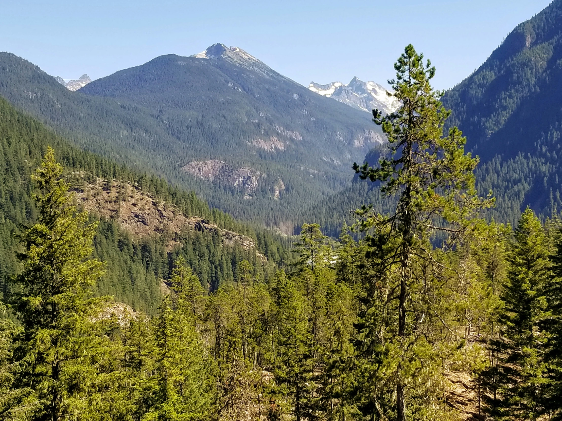 the forest has a tall mountain with many trees