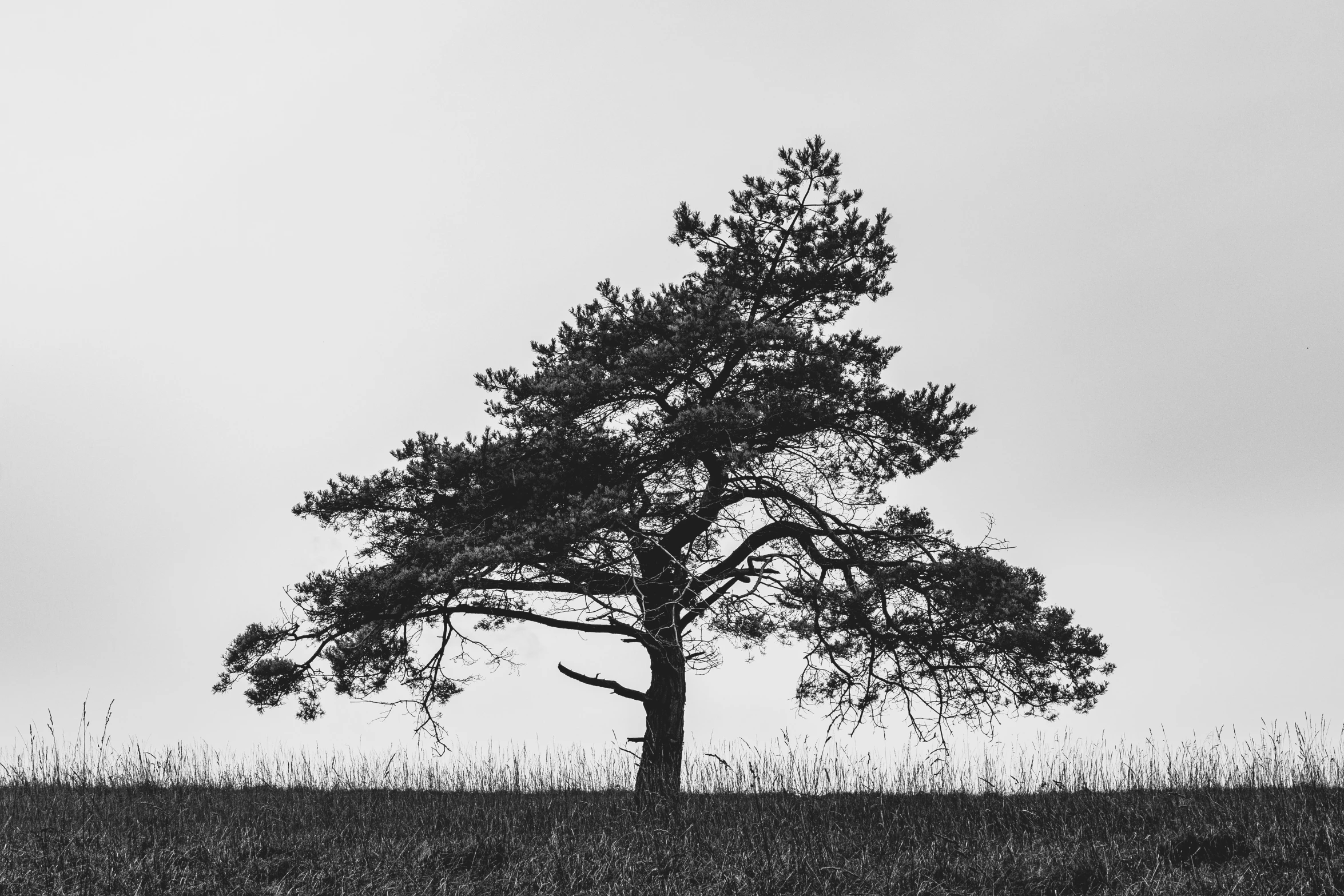 a single tree standing in a field under a cloudy sky