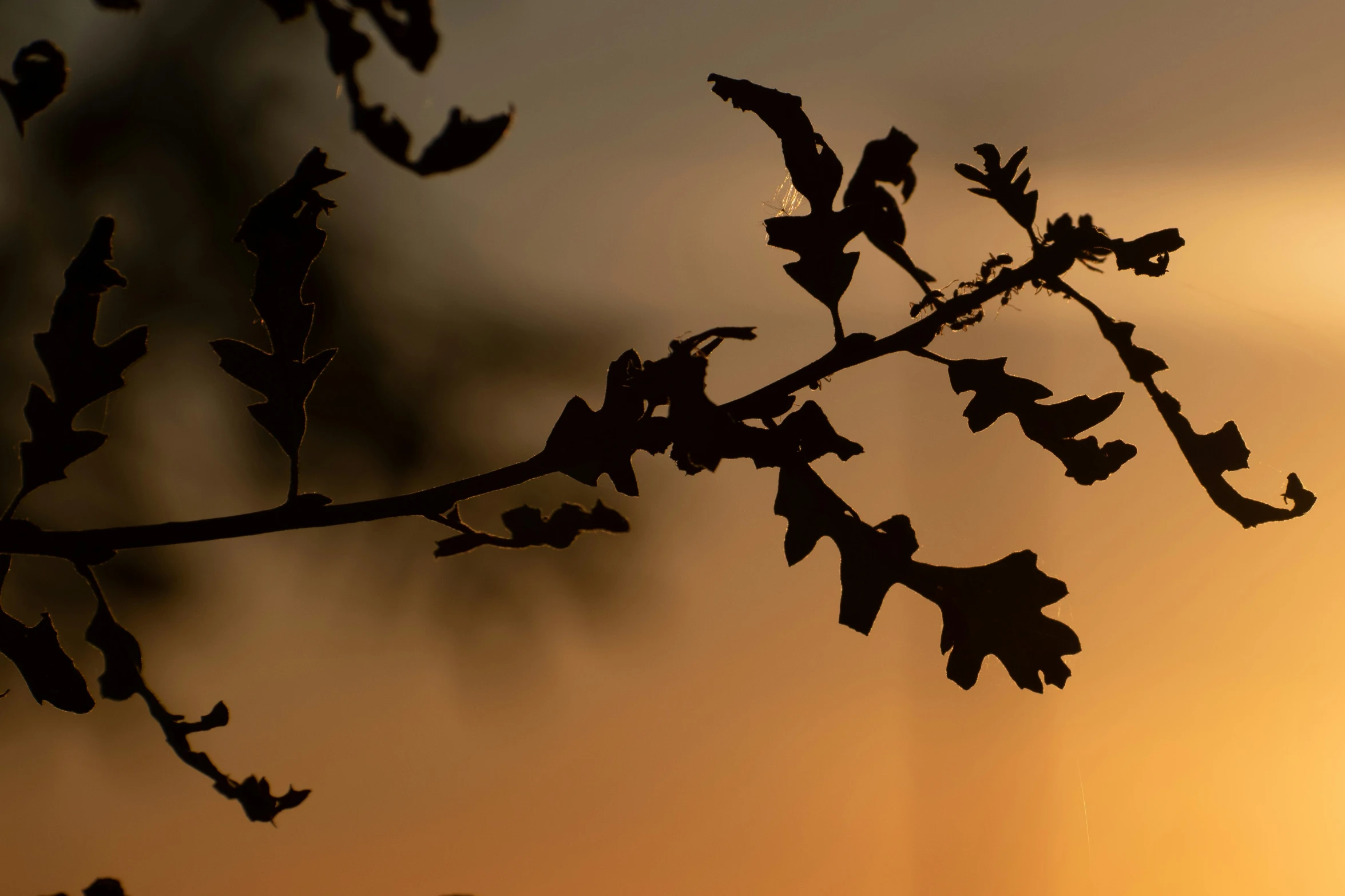 a silhouetted nch in the sunset with leaves