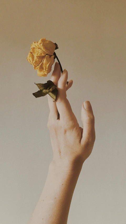 a hand holds a flower up in the air