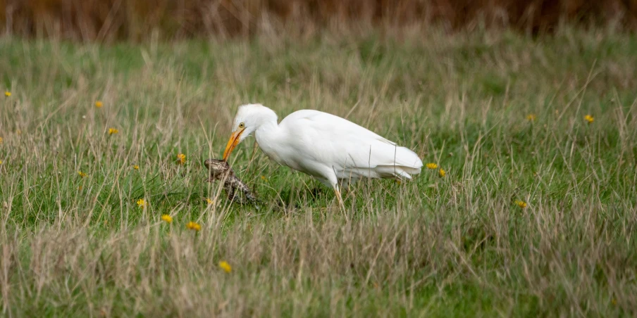 a bird stands in tall grass with an insect in its mouth