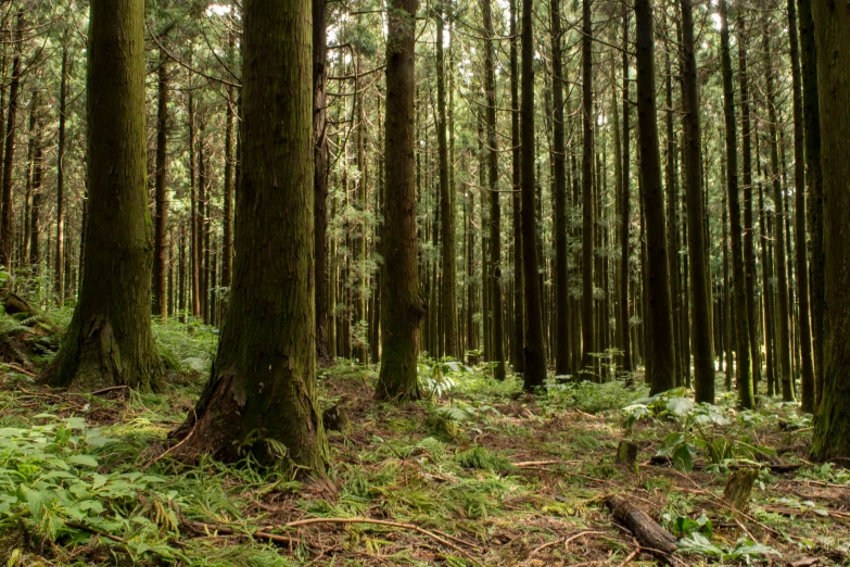 green growth in a thicket of trees and ferns