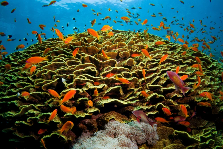 the bottom view of a underwater coral with many colorful fish