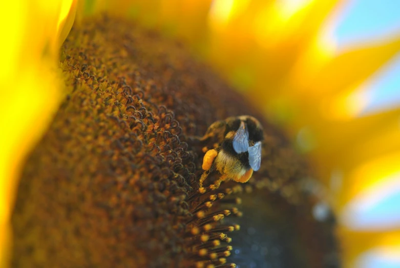 a bee sitting on a flower and looking towards the distance