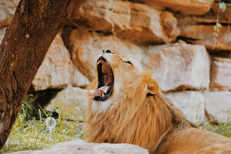 a lion laying down and growling at soing