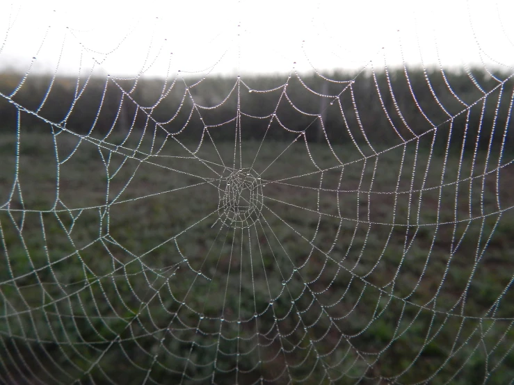 a web like structure with lots of water droplets on it