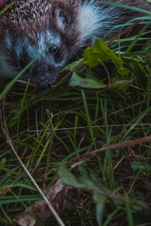 a hedgehog walking in some grass among tall grass