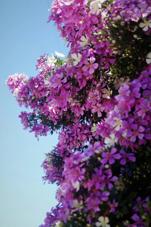 a group of flowers in a blue sky