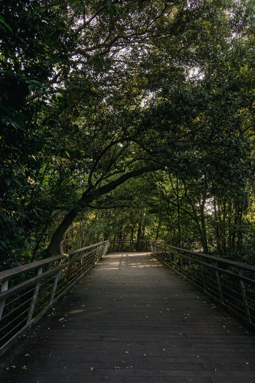 a long walkway surrounded by lots of trees and shrubs