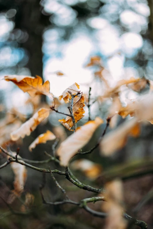 a small tree with brown leaves on it