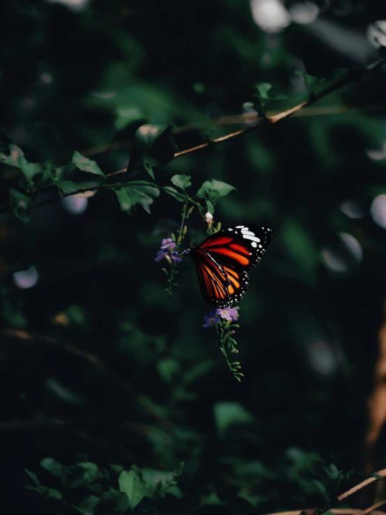 a monarch erfly sitting on a flower in the woods