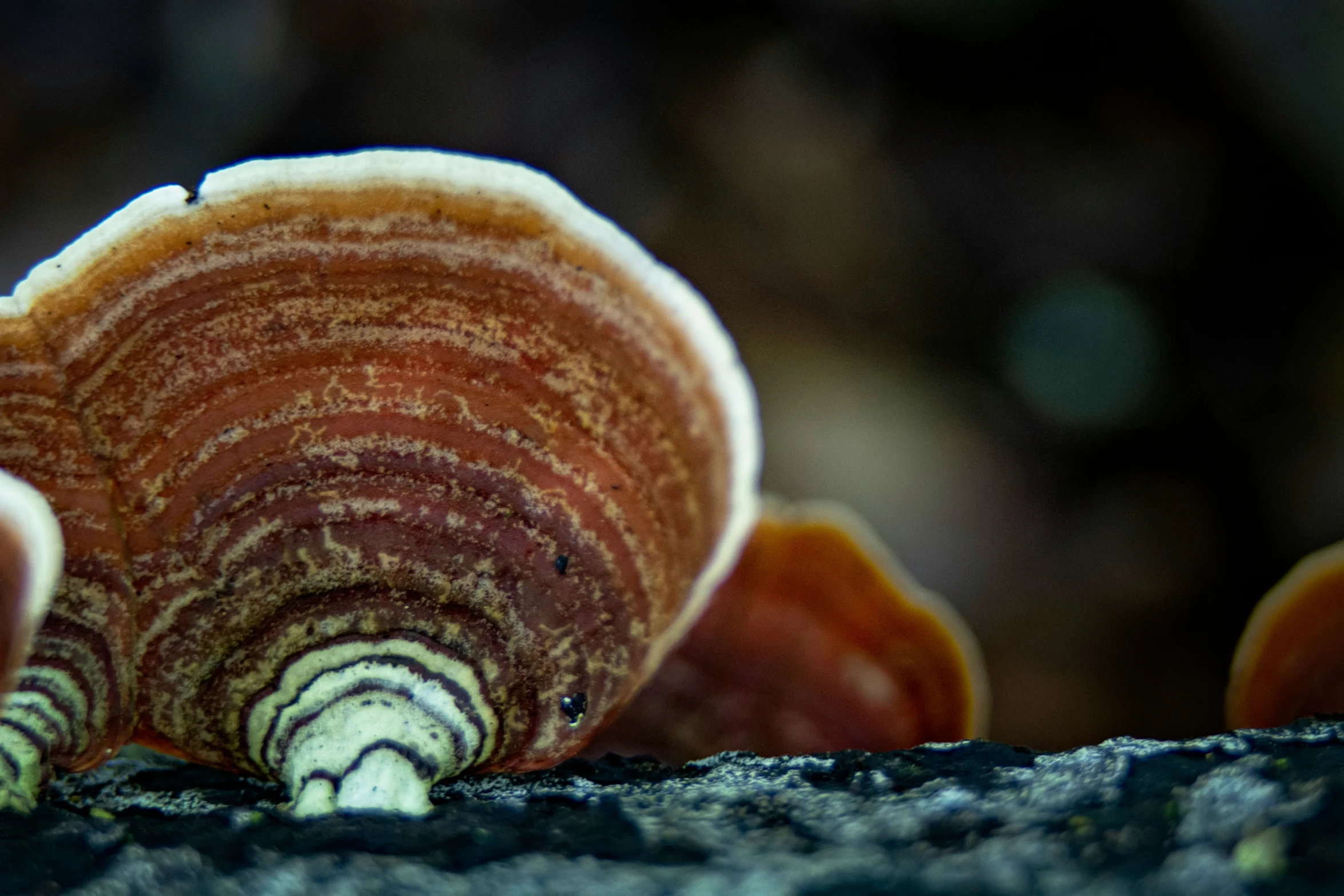 an ornate coral rests on the ground