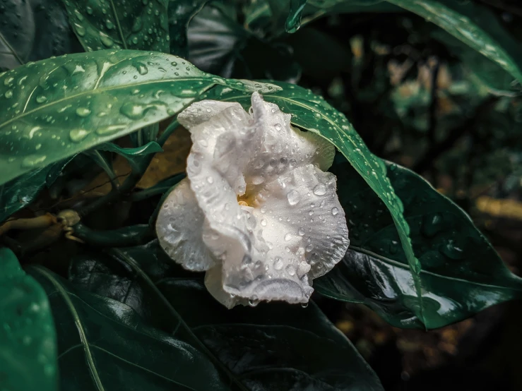 a flower in the rain on some green leaves