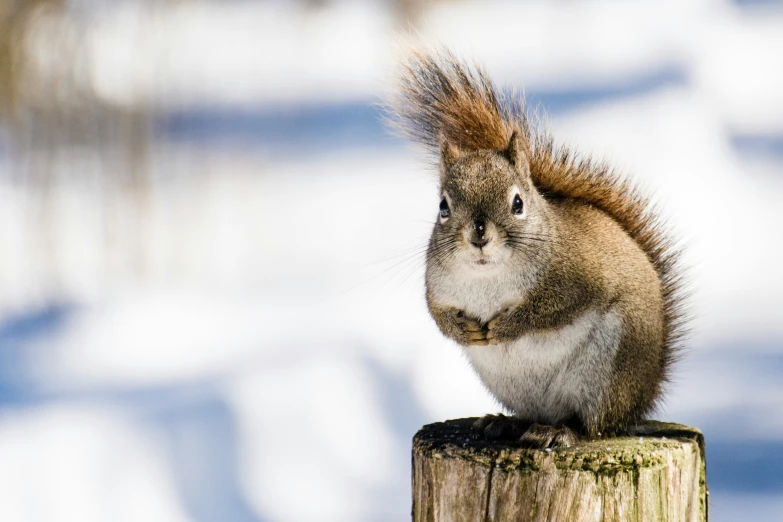 a very cute small squirrel sitting on a post