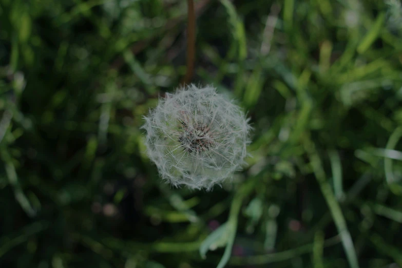 a dandelion is in the middle of the green bushes