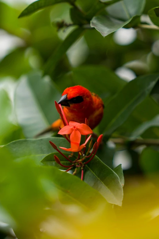 a red bird is perched on a tree nch