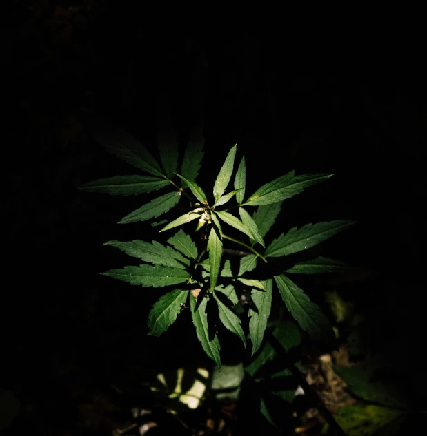 an open green leafy plant with dark background