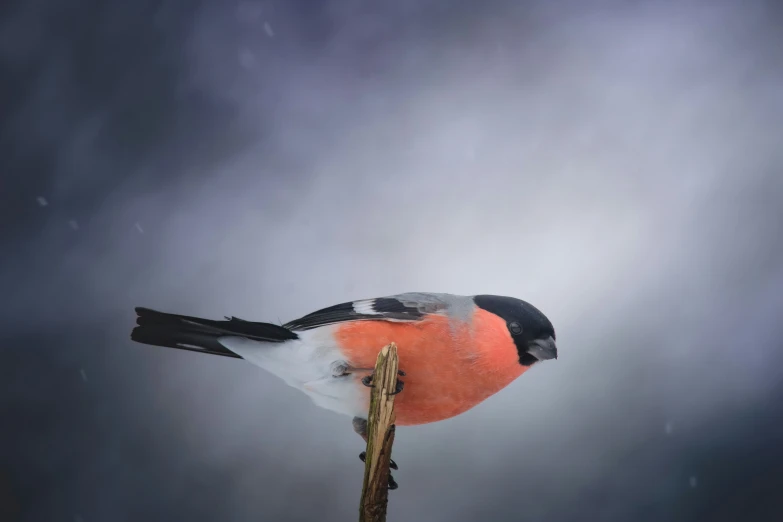 a red and black bird perched on a post