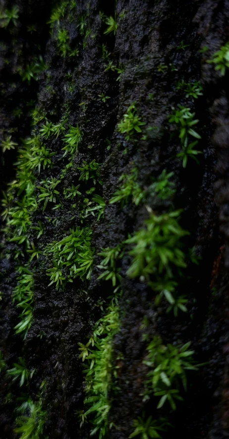 plants growing on the side of a tree trunk