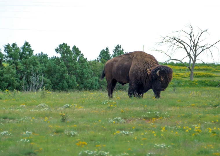 one buffalo grazes in an open field with lots of wild flowers