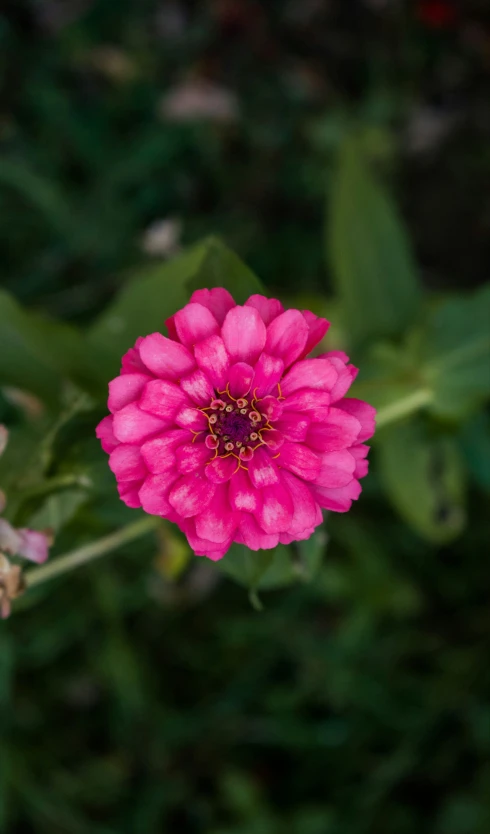 a bright pink flower with green leaves in the background