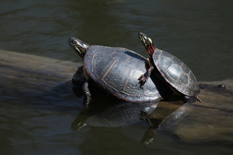 two turtles on the side of the water