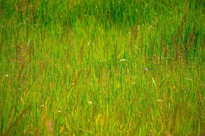 the green grass is beginning to grow tall