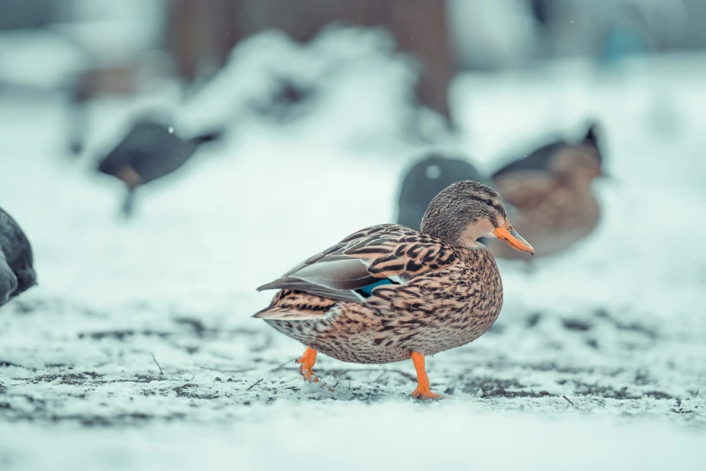 a couple of ducks walking across snow covered ground