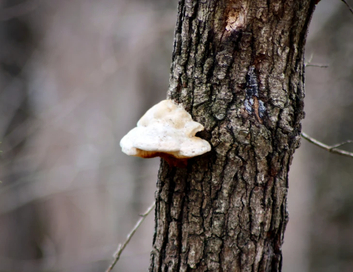 a white mushroom sitting on the side of a tree