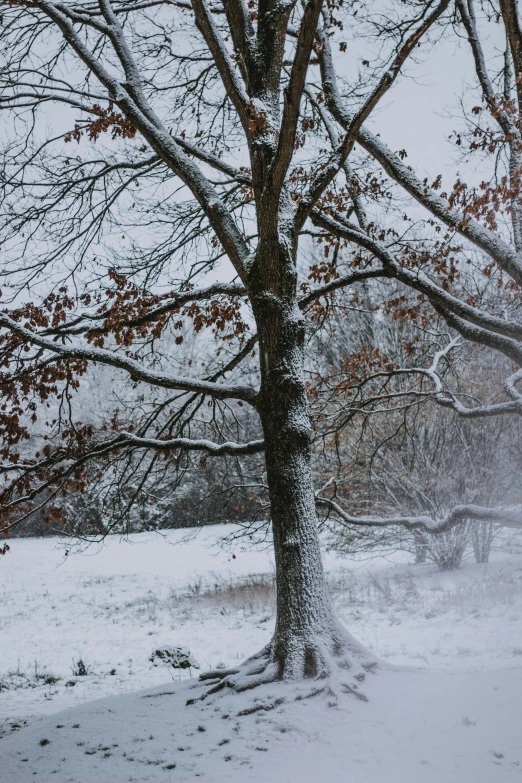 there is a tree covered in snow in the park