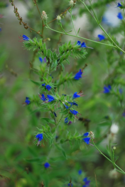 blue flowers grow along the stem of green leaves