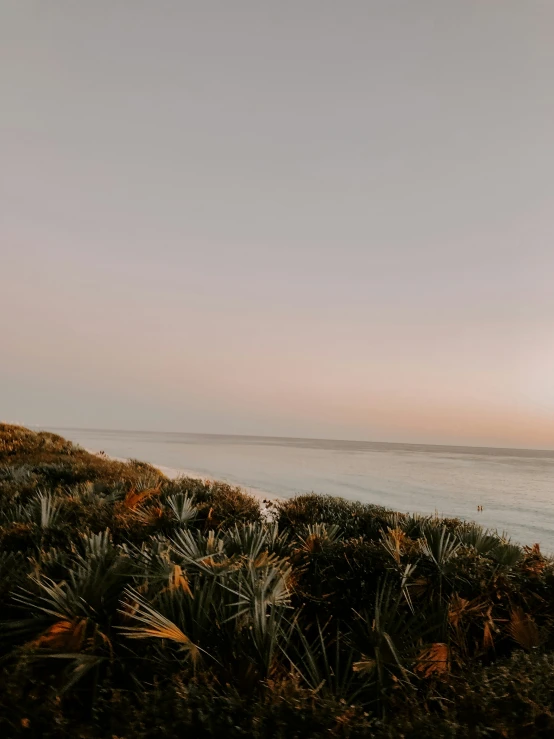 an elephant is standing by the ocean at sunset