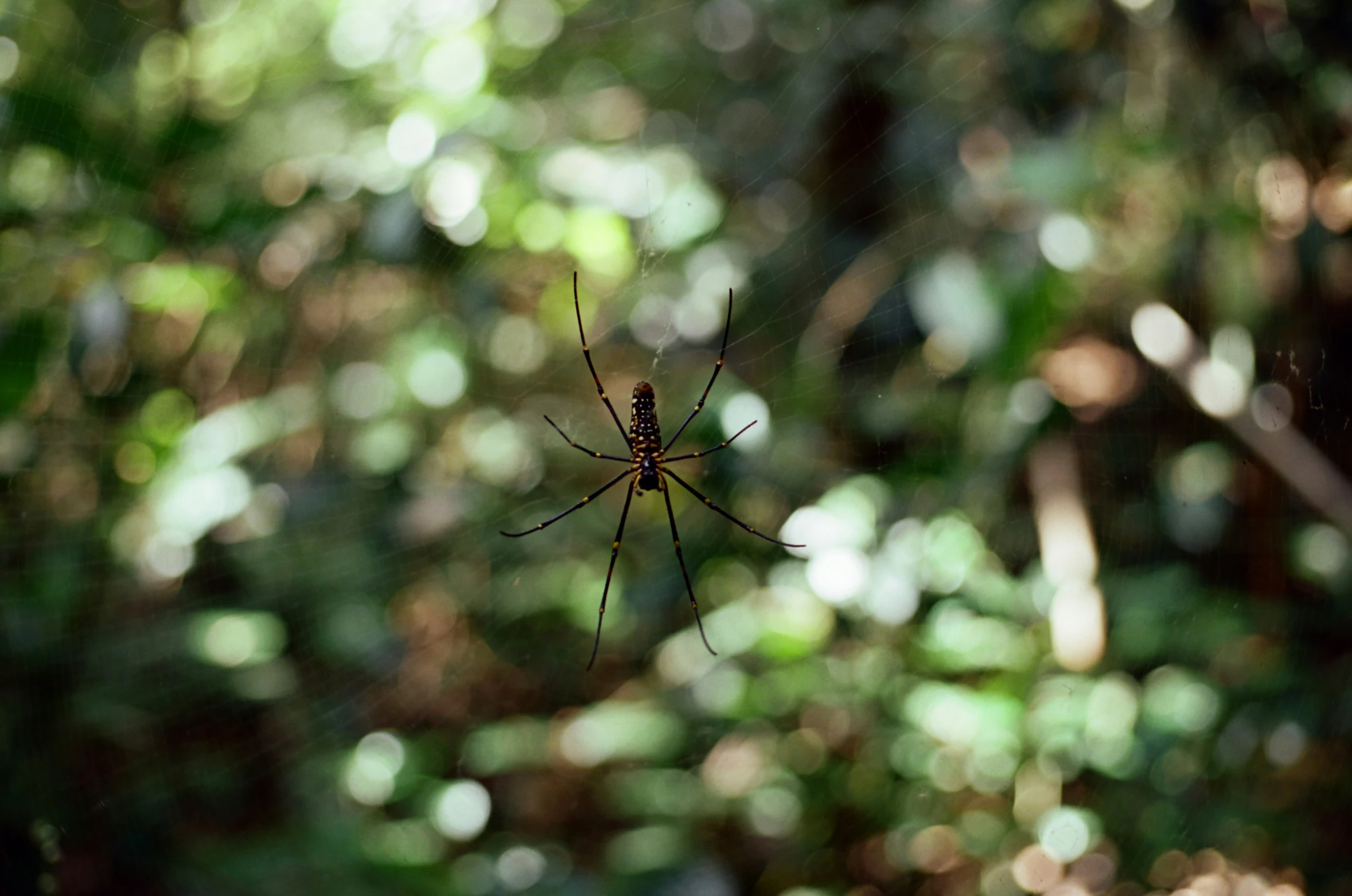 a large spider sitting on its web in front of a forest