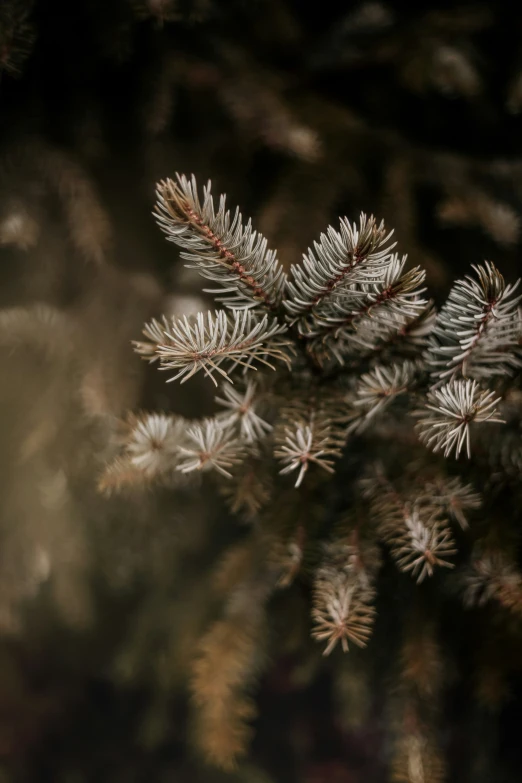 a nch of a pine tree that has very little snow on it