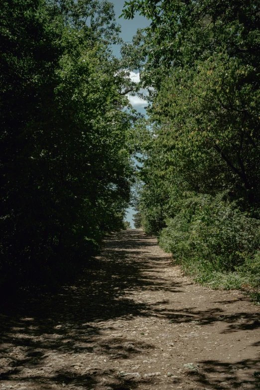 an empty trail lined with trees and bushes