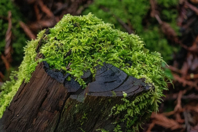 a green patch of vegetation placed on top of a wood