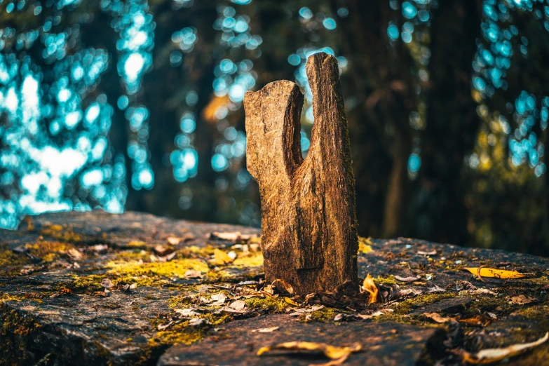 a broken wooden fence on top of moss