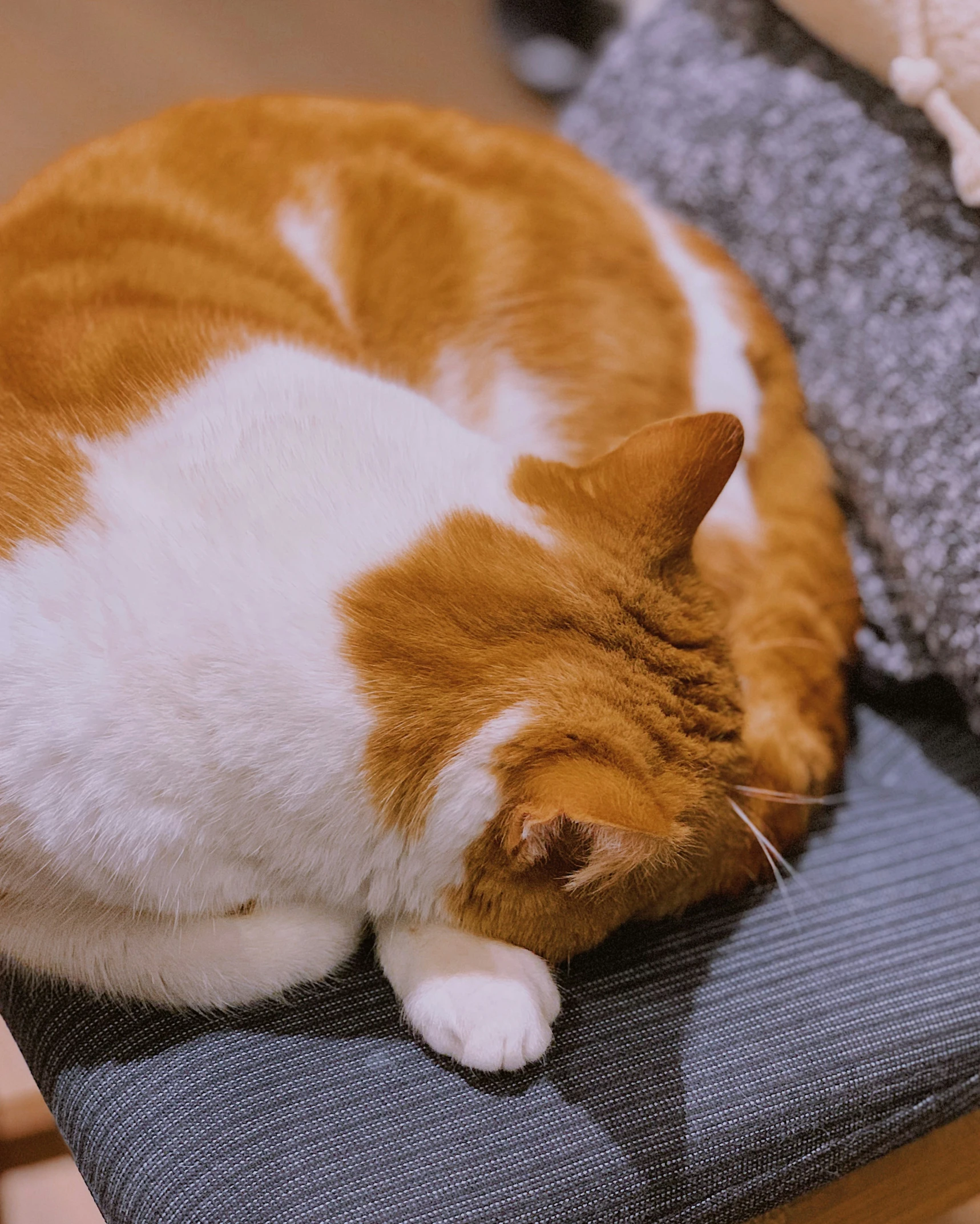 a fat orange and white cat sleeps on a bed